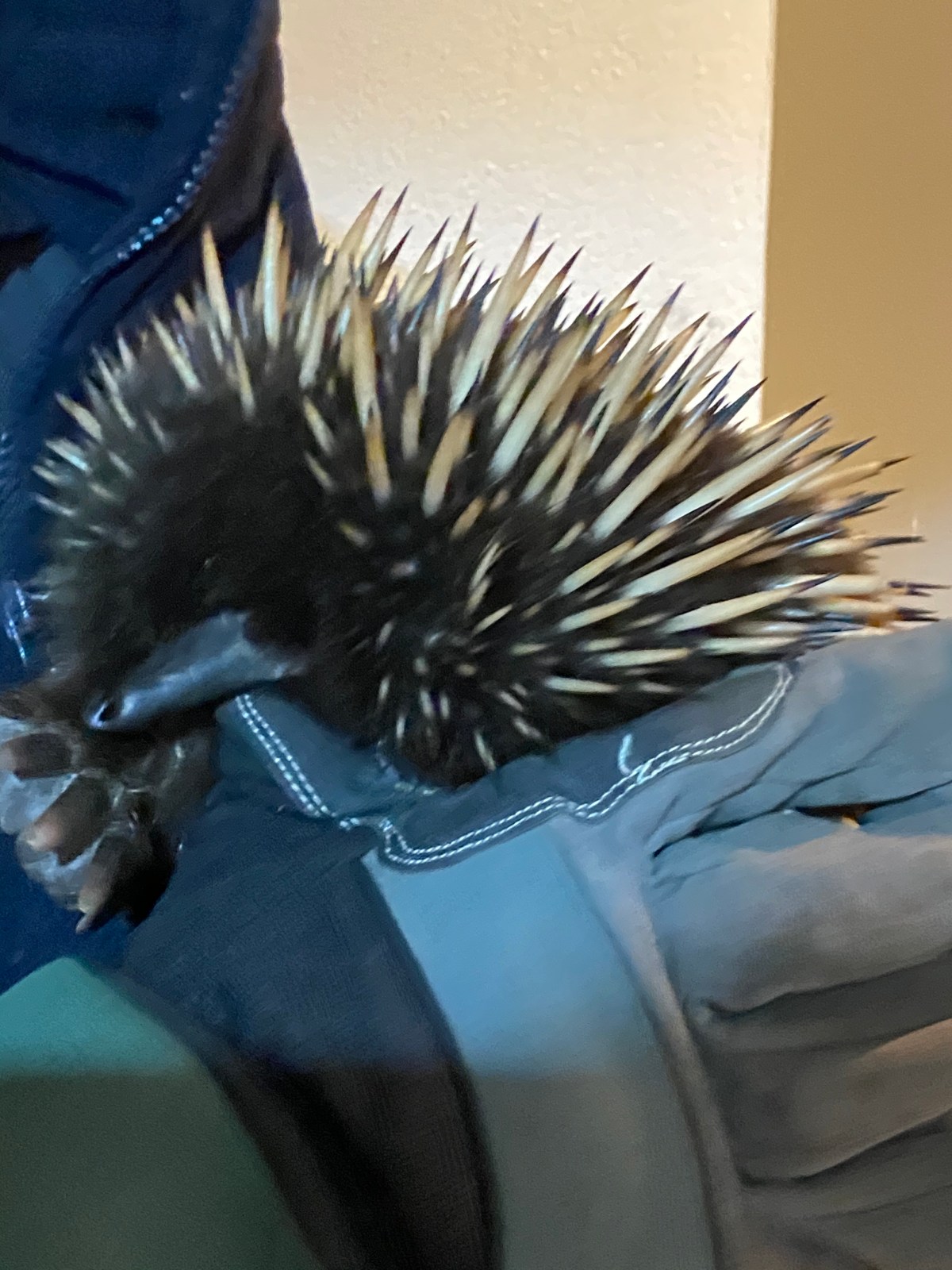 Echidna