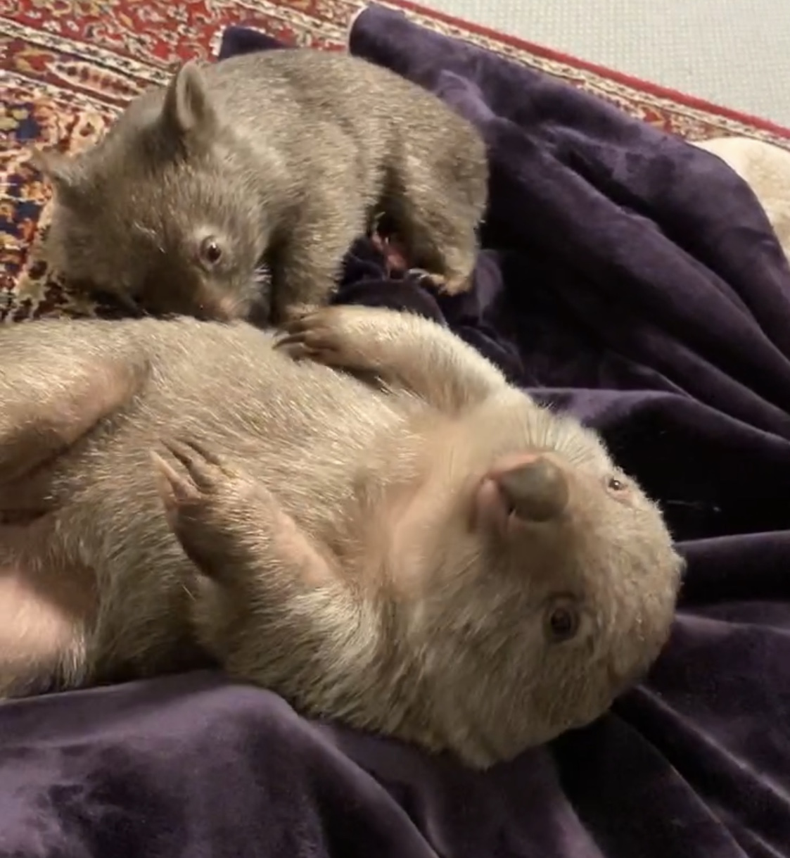 ❤️ That’s a whole lot of love! ❤️               Elsie and&nbsp;Barney!