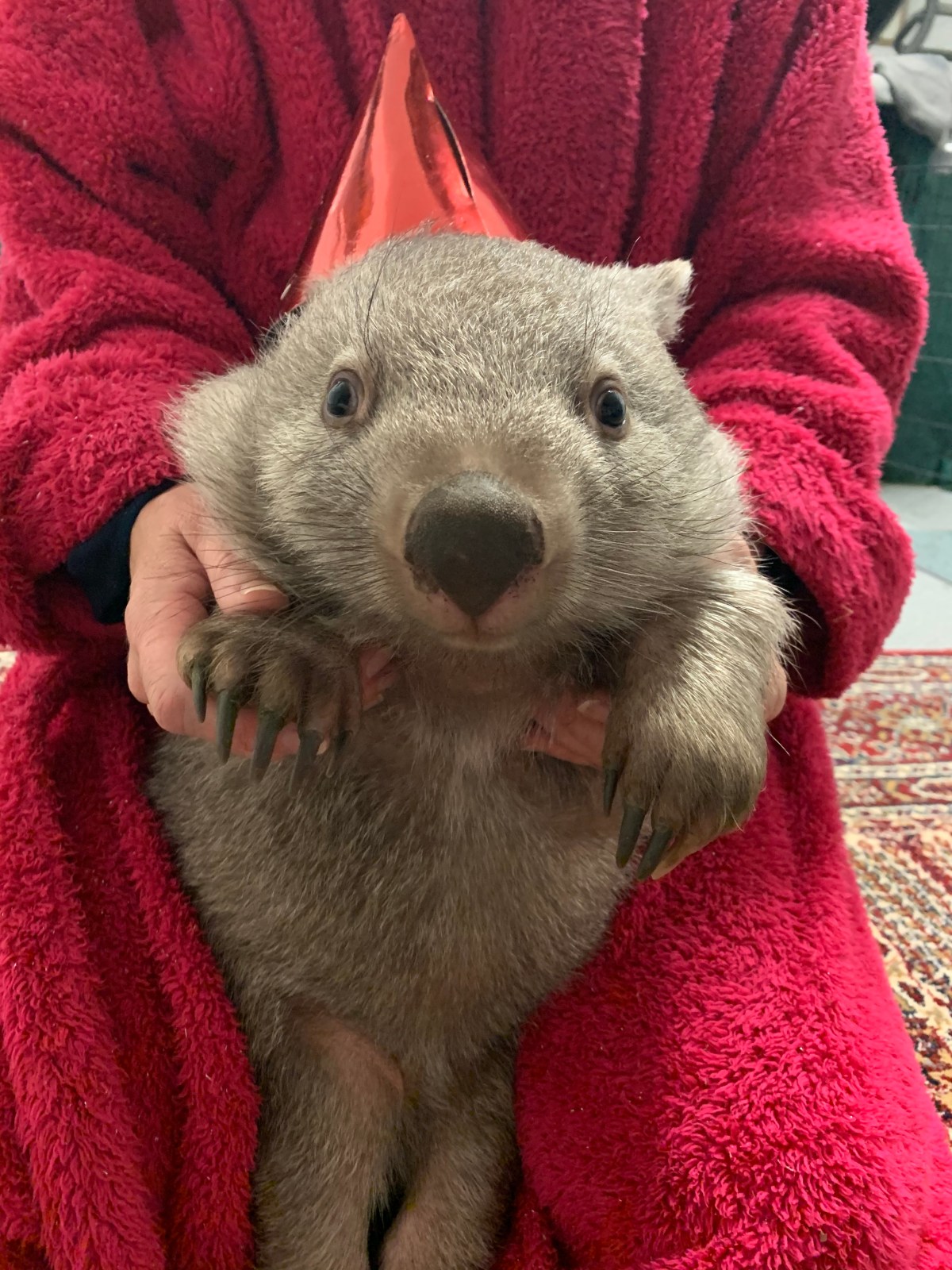 12 December 2020 – Elsie turns 1&nbsp;!