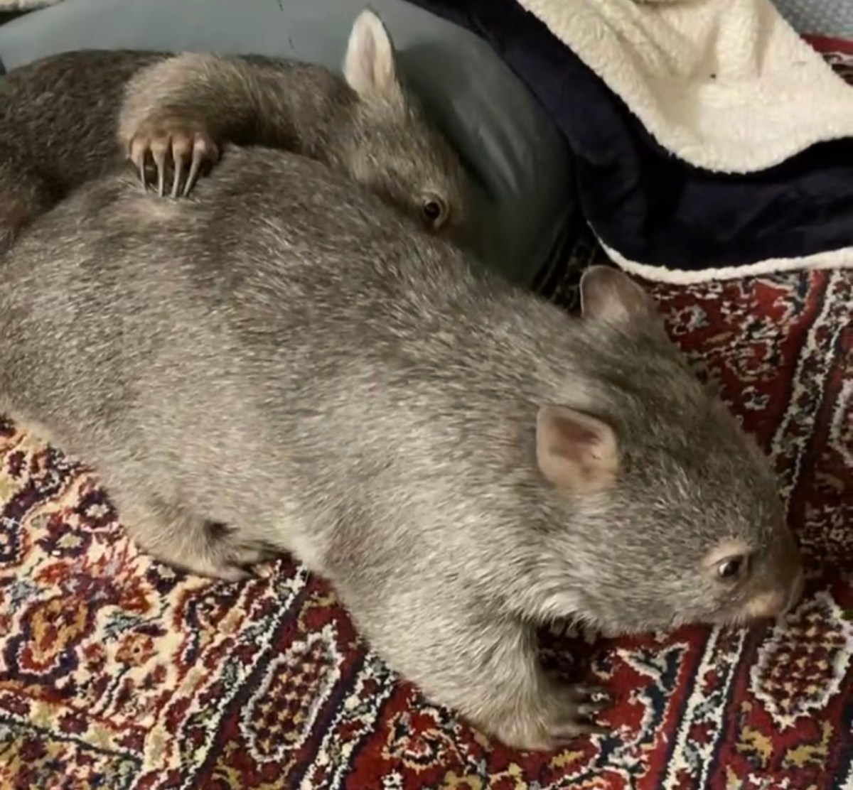 Elsie and Barney – what are they up to&nbsp;now?