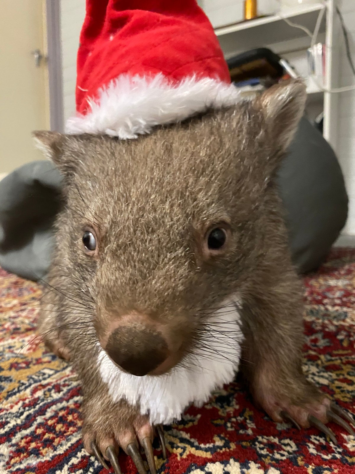 🎄 A little wombat cheer! 🎄 Merry&nbsp;Christmas!