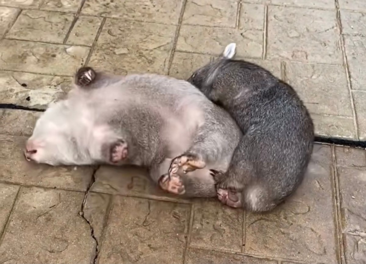 Literally bowled over!