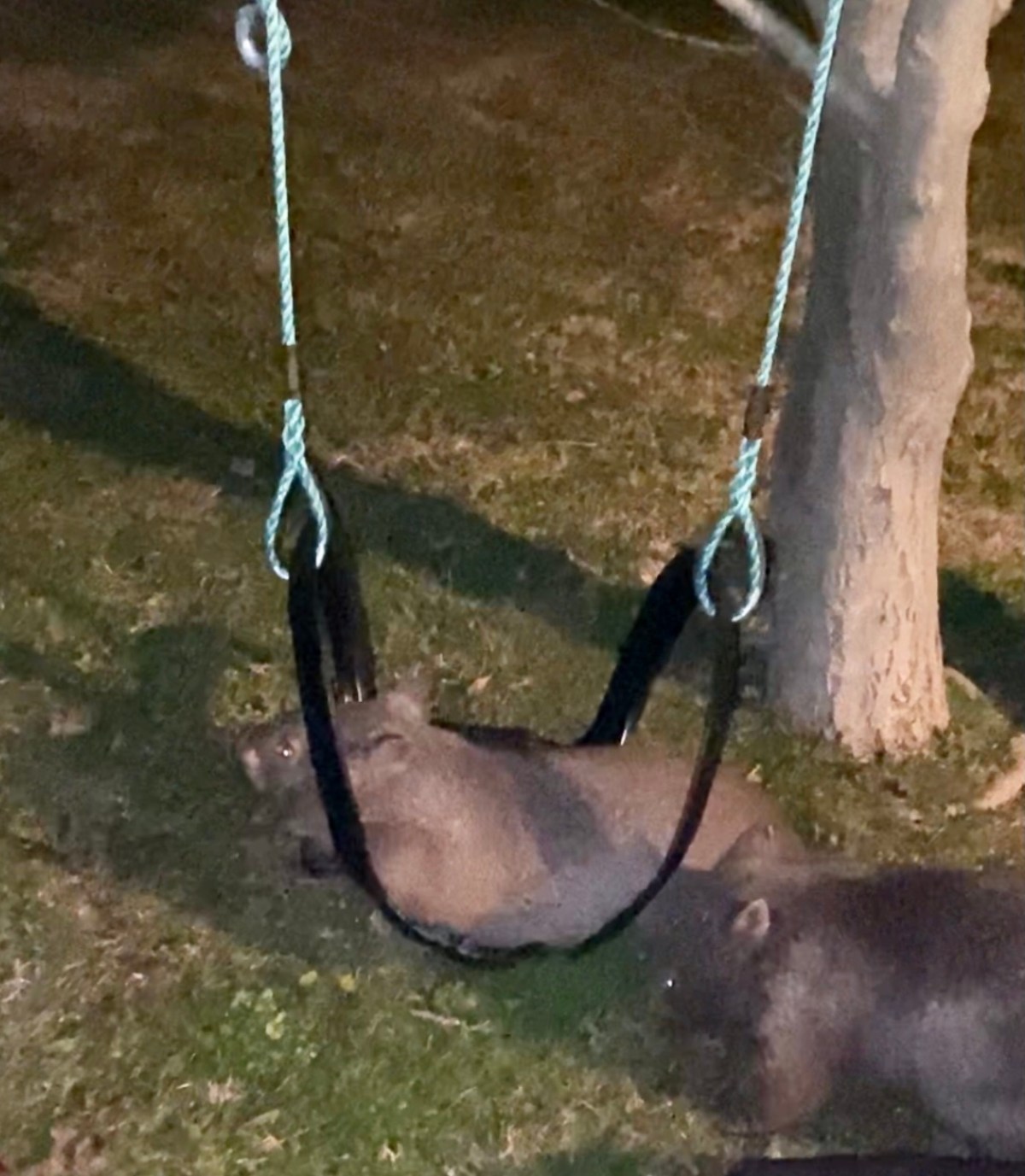 Enrichment in their&nbsp;lives!