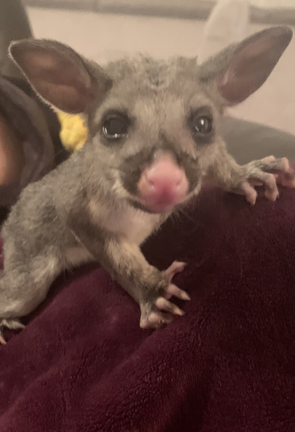 ❤️ Ted ❤️                                                     The brushtail&nbsp;possum!