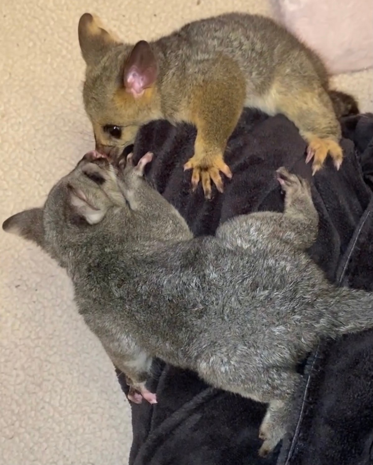 Ted gets a friend – meet&nbsp;Tilda!