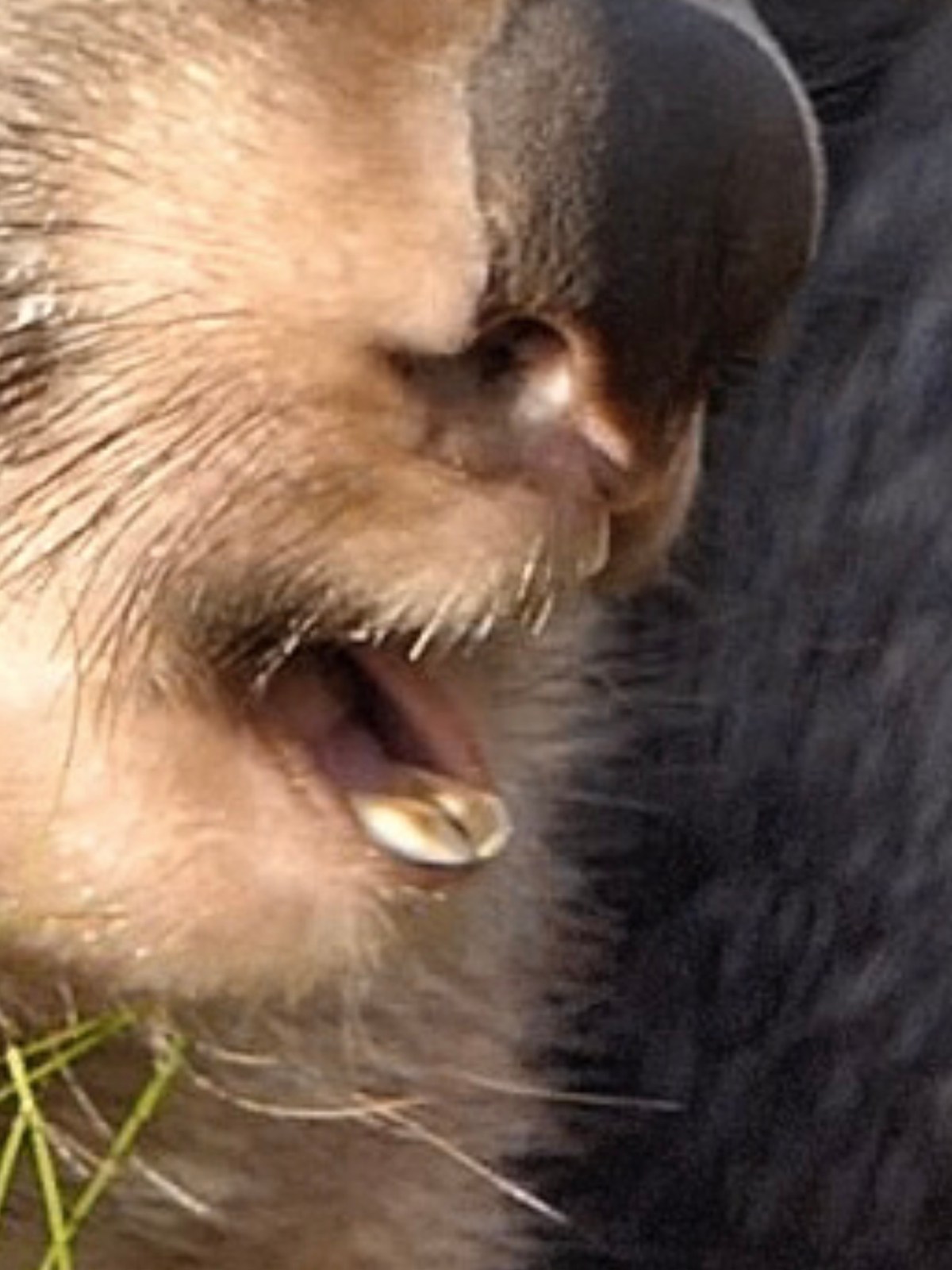 Are wombats vicious?