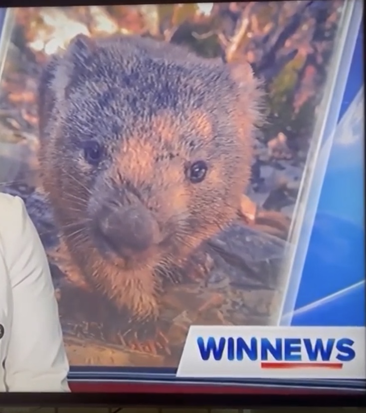 When things go wrong – wombat&nbsp;runaway!