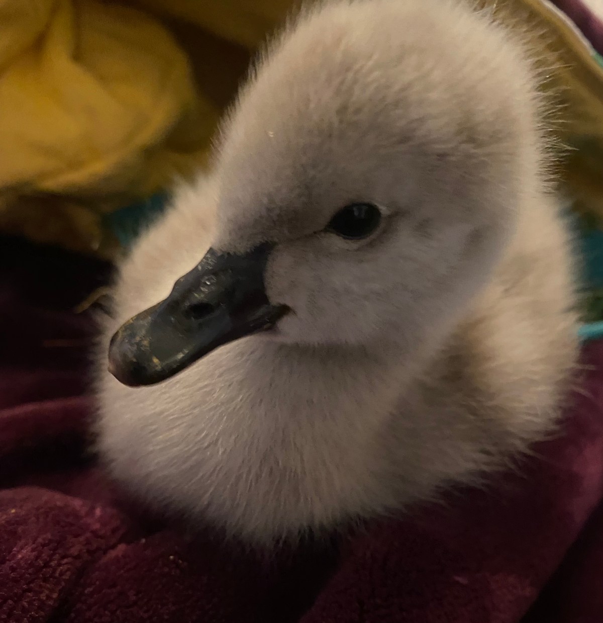 Natalie – the black&nbsp;swan!