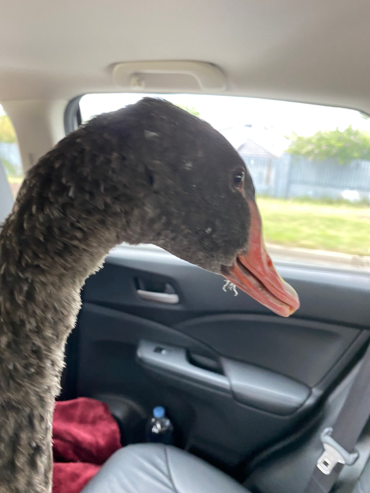 Natalie (the black swan) release.                                 Part 1&nbsp;!