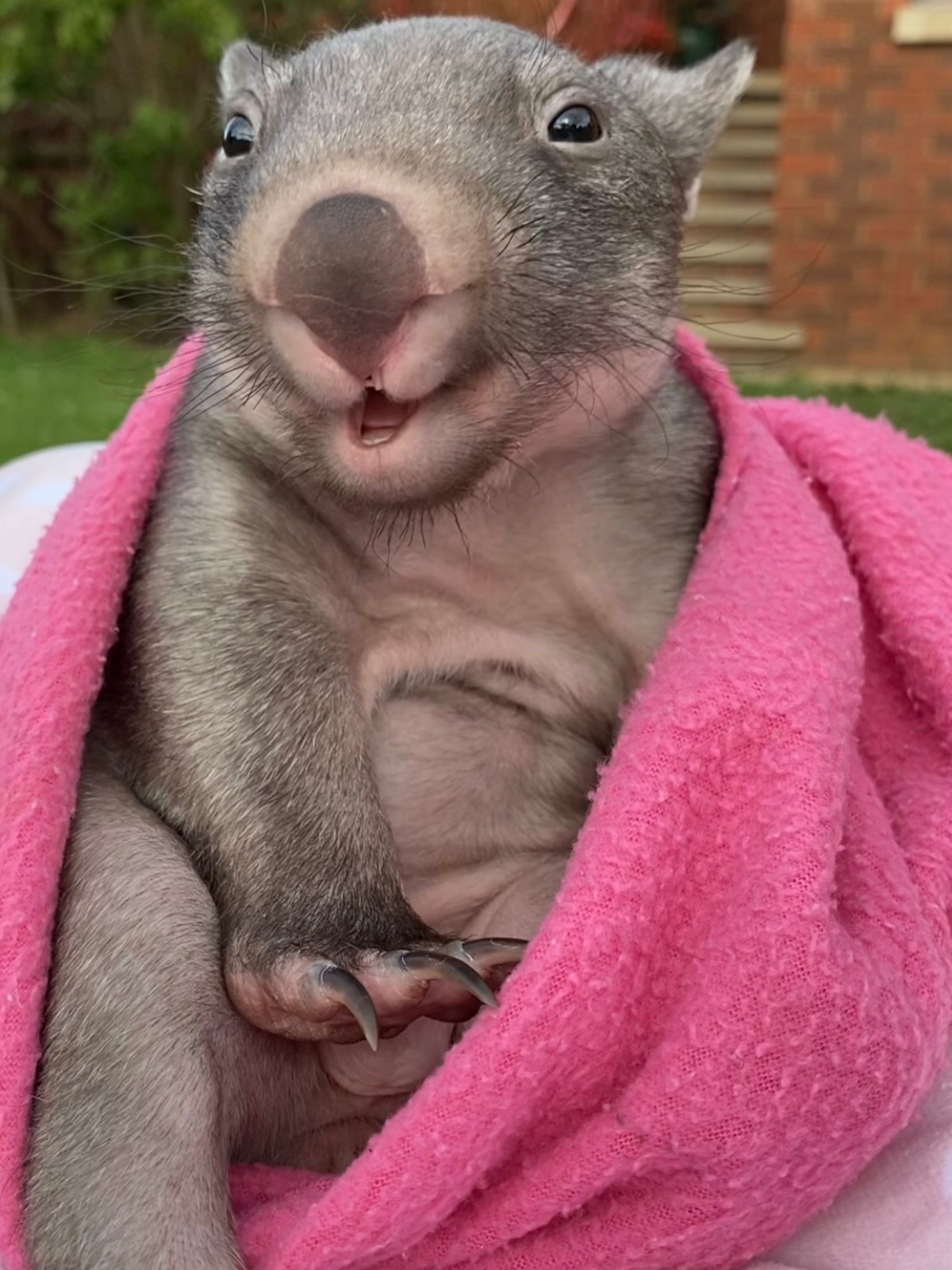 Tonka the movie&nbsp;star!