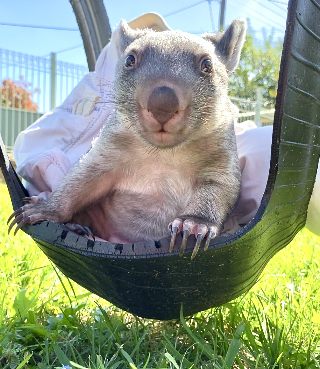 Tonka the wombat.                    Thriving in&nbsp;care!