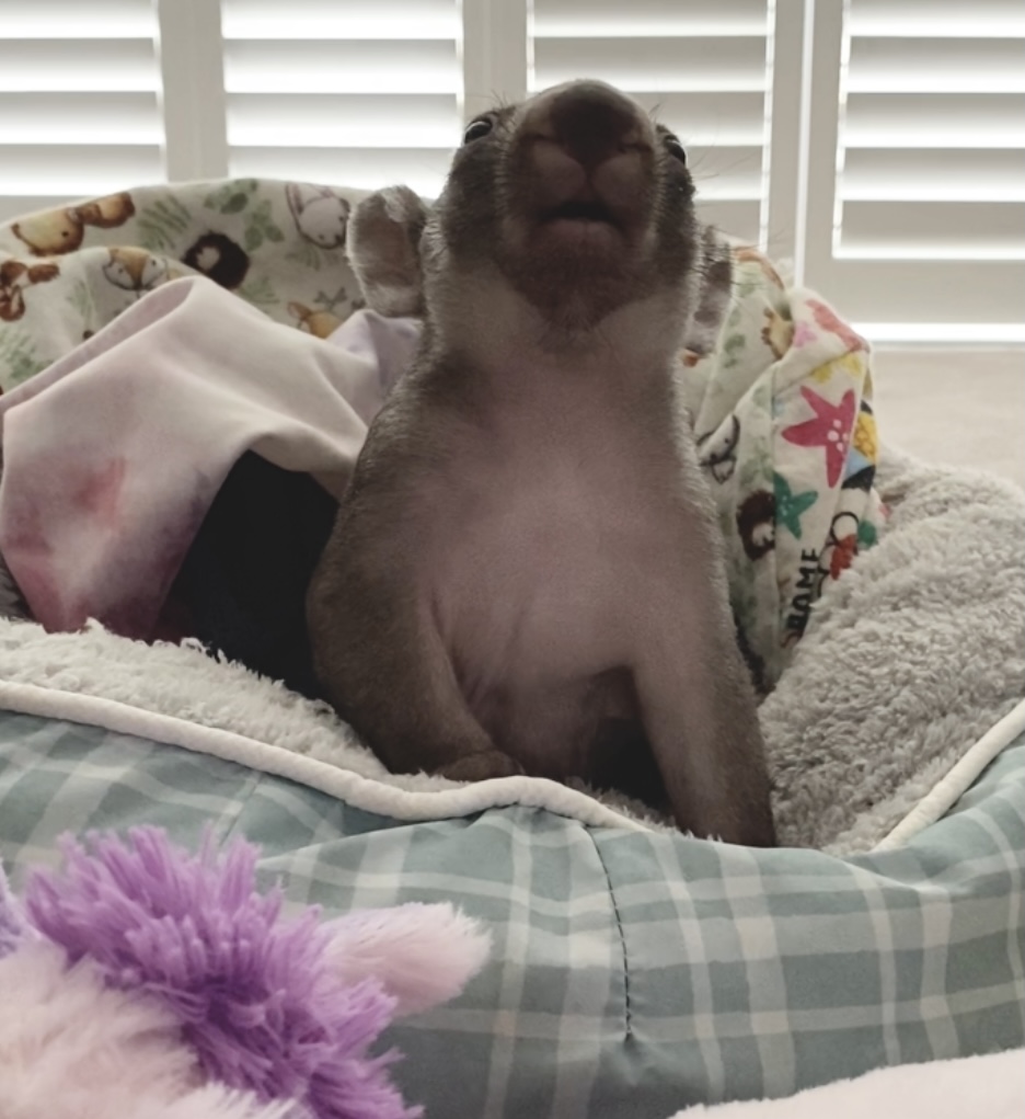 Tonka – the joey&nbsp;wombat!