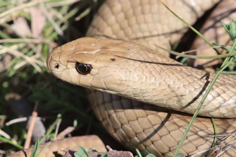Australian Snakes!                            The Red Belly Black snake and the Eastern Brown&nbsp;snake.